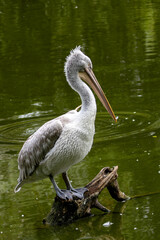 Dalmatian Pelican (Pelecanus crispus), common in freshwater lakes and rivers