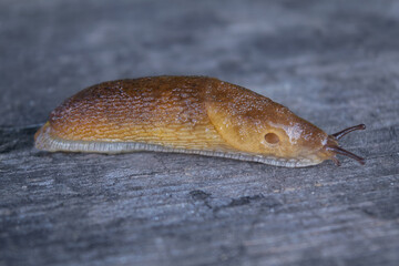 Greenhouse Slug (Ambigolimax valentianus). Family keelback slugs (Limacidae).