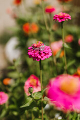 engagement ring sitting on pink zinnia