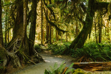 washington, olympic, olympic national forest, forks, hike, conifers, forest, rain forest, green, nature, woods, olympia, lush, fall, autumn, summer, holiday, explore, wanderlust, evergreen, pine