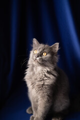 A fluffy grey cat sits and looks up at a blue background. Posing. Pet concept