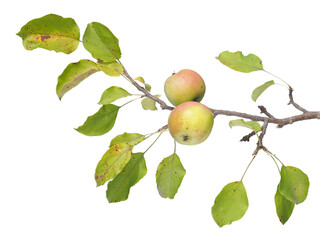 Branch of wild apple with ripe red fruits isolated on white