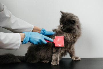 A doctor in a veterinary clinic in gloves combs the fur of a fluffy gray cat on a white background. Grooming