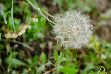 Close-up of a dandelion with small details on a natural green background. The concept of nature and fragility
