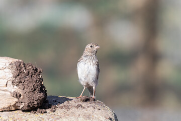 Yal, ave pequeña mirando a la cámara