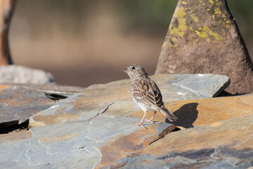 hermosa hembra Yal posada sobre piedra laja
