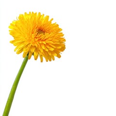 Naklejka premium Bright and cheerful yellow flower with a delicate green stem, perfect for adding a touch of nature's beauty to any design.