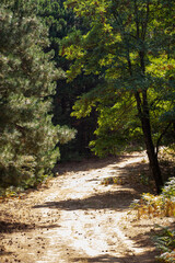 Dirt road in a pine forest on a sunny day. Pine tree on the road in the forest. Summer landscape. Path in the forest. Forest in the trail.