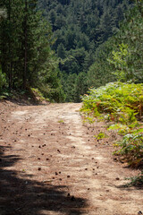 Dirt road in a pine forest on a sunny day. Pine tree on the road in the forest. Summer landscape. Path in the forest. Forest in the trail.