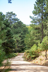 Dirt road in a pine forest on a sunny day. Pine tree on the road in the forest. Summer landscape. Path in the forest. Forest in the trail.