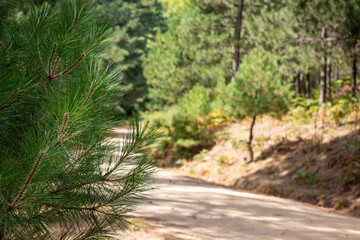Dirt road in a pine forest on a sunny day. Pine tree on the road in the forest. Summer landscape. Path in the forest. Forest in the trail.