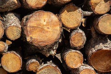 Pile of firewood in the forest, closeup of photo. Pile of sawn tree trunks in a forest. Woodpile texture.