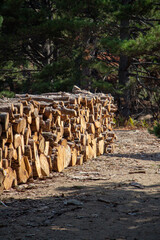 Pile of chopped firewood in forest. Firewood stacked on top of each other. Pile of sawn tree trunks in the forest, ready for winter. Woodpile of cut tree trunks in pine forest. 