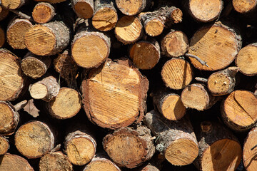 Pile of firewood in the forest, closeup of photo. Pile of sawn tree trunks in a forest. Woodpile texture.