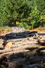 Pile of chopped firewood in forest. Firewood stacked on top of each other. Pile of sawn tree trunks in the forest, ready for winter. Woodpile of cut tree trunks in pine forest. 