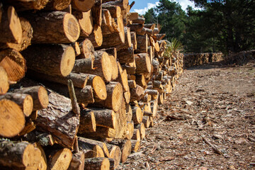 Pile of chopped firewood in forest. Firewood stacked on top of each other. Pile of sawn tree trunks in the forest, ready for winter. Woodpile of cut tree trunks in pine forest. 