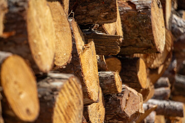 Pile of chopped firewood in forest. Firewood stacked on top of each other. Pile of sawn tree trunks in the forest, ready for winter. Woodpile of cut tree trunks in pine forest. 