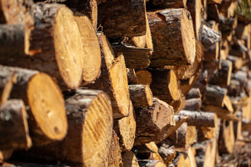 Pile of chopped firewood in forest. Firewood stacked on top of each other. Pile of sawn tree trunks in the forest, ready for winter. Woodpile of cut tree trunks in pine forest. 