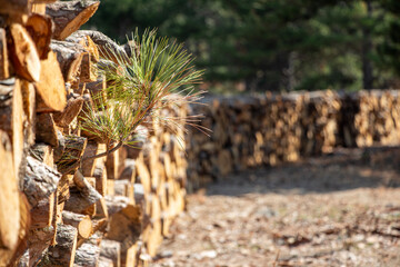 Pile of firewood in the forest, closeup of photo. Pile of sawn tree trunks in a forest. Woodpile texture.