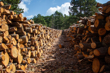 Pile of chopped firewood in forest. Firewood stacked on top of each other. Pile of sawn tree trunks in the forest, ready for winter. Woodpile of cut tree trunks in pine forest. 