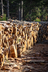 Pile of chopped firewood in forest. Firewood stacked on top of each other. Pile of sawn tree trunks in the forest, ready for winter. Woodpile of cut tree trunks in pine forest. 