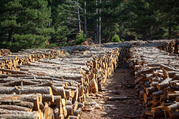 Pile of chopped firewood in forest. Firewood stacked on top of each other. Pile of sawn tree trunks in the forest, ready for winter. Woodpile of cut tree trunks in pine forest. 