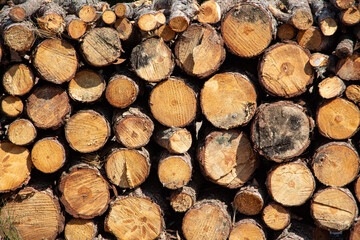Pile of firewood in the forest, closeup of photo. Pile of sawn tree trunks in a forest. Woodpile texture.