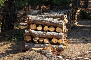 Pile of chopped firewood in forest. Firewood stacked on top of each other. Pile of sawn tree trunks in the forest, ready for winter. Woodpile of cut tree trunks in pine forest. 