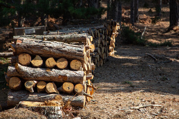 Pile of chopped firewood in forest. Firewood stacked on top of each other. Pile of sawn tree trunks in the forest, ready for winter. Woodpile of cut tree trunks in pine forest. 