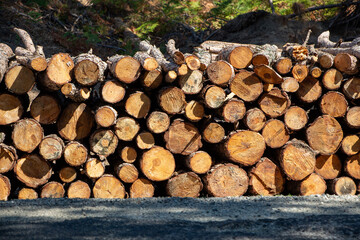 Pile of chopped firewood in forest. Firewood stacked on top of each other. Pile of sawn tree trunks on the road, ready for winter. Woodpile of cut tree trunks in pine forest. 