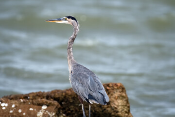 Blue Heron Texas Gulf Coast 
