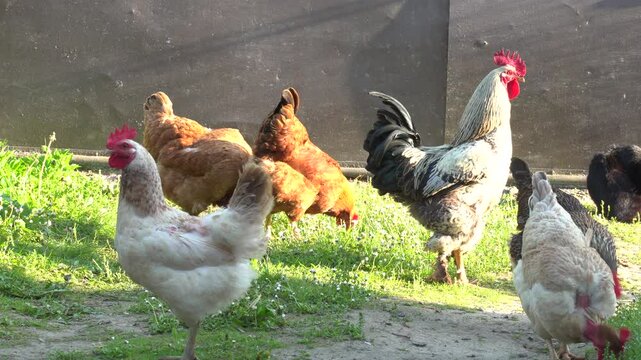 Cock and hens on the yard in the morning