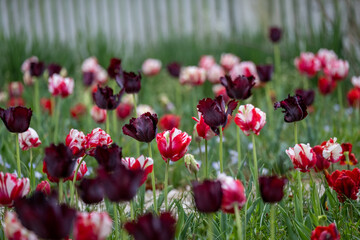 Obraz premium Vibrant Tulip Field with Soft Focus