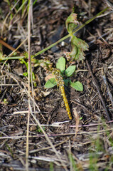 Yellow Dragonfly
