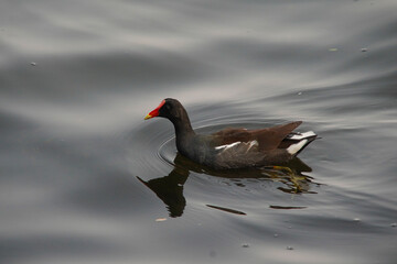 Gallinula galeata Bird at Lagoon 