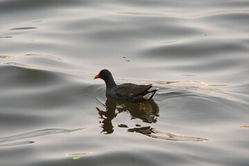 Gallinula galeata Bird at Lagoon 