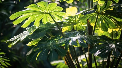 Fototapeta premium A tropical tree with large, broad leaves, casting cool shade on a hot summer day.