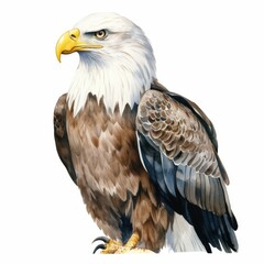 Obraz premium Majestic Bald Eagle Illustration - Realistic Painting of American Wildlife Symbol