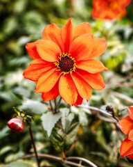 Orange dahlia Bishop of Llandaff in garden