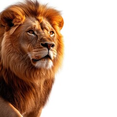 Fototapeta premium Majestic lion portrait showcasing its powerful presence and striking mane, symbolizing strength and courage in the wild.