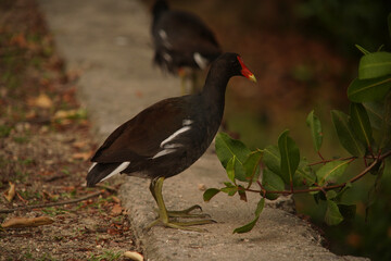 Gallinula galeata Bird at Lagoon 