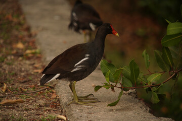 Gallinula galeata Bird at Lagoon 