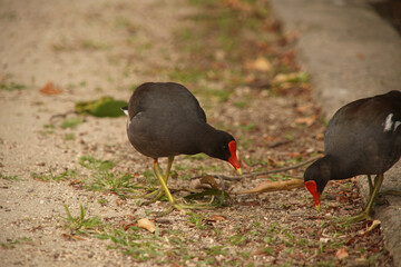 Gallinula galeata Bird at Lagoon 