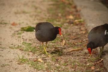 Gallinula galeata Bird at Lagoon 