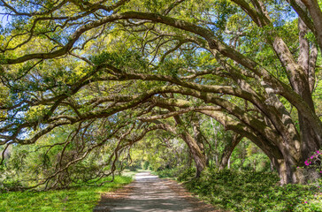 Serene Dirt Road Under Spanish Moss Canopy