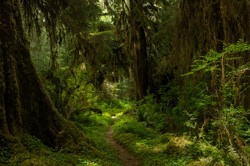 Dapples Of Light Hit The Forest Floor In The Hoh Rainforest