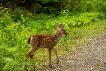 Deer Fawn Emerges From The Bushes Along Dirt Road In Mount Rainier