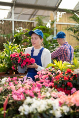 Fototapeta premium Young female saleswoman in uniform holding pot of azalea in flower shop