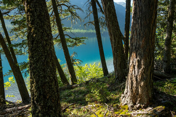 Forest Floor Drops Into The Blue Waters Of Bowman Lake