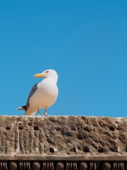 Seagull on wall